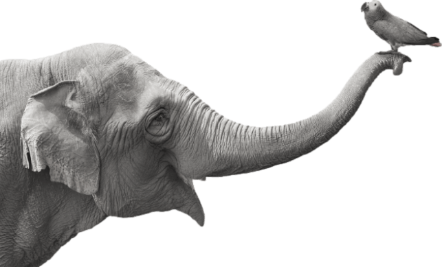 Bigwig | Creative & Digital Agency - Design Element Image