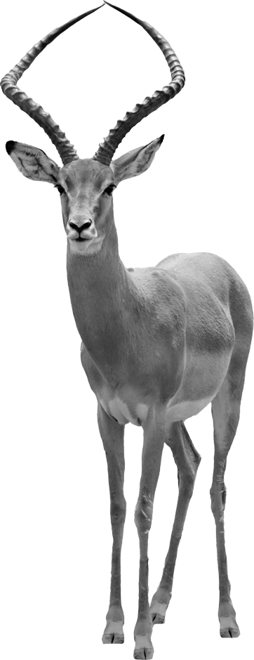 Bigwig | Creative & Digital Agency - Rish Fernando Image