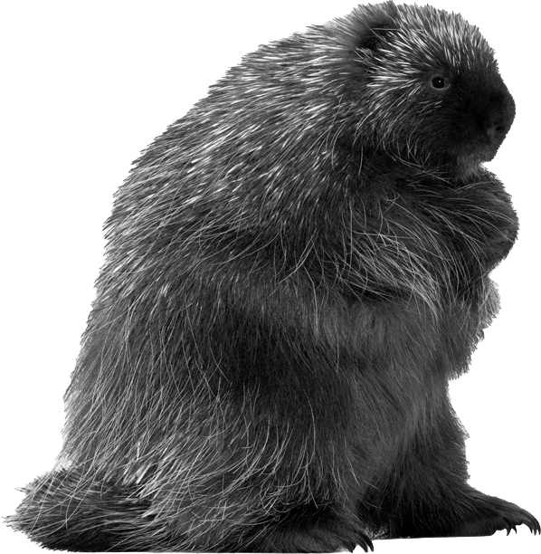 Bigwig | Creative & Digital Agency - Khun Lim Image