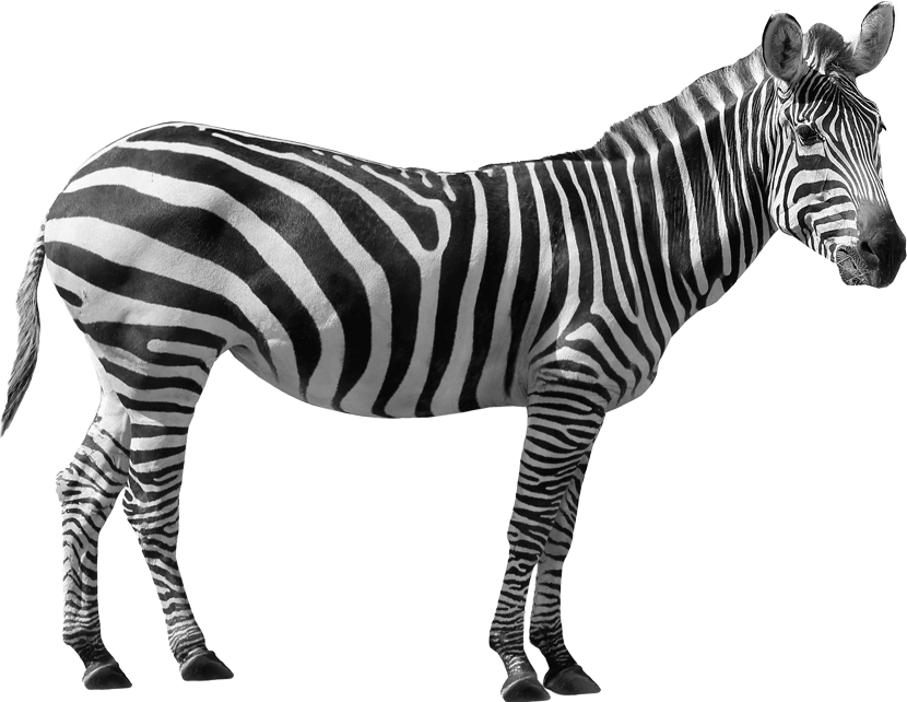 Bigwig | Creative & Digital Agency - Amy Day Image