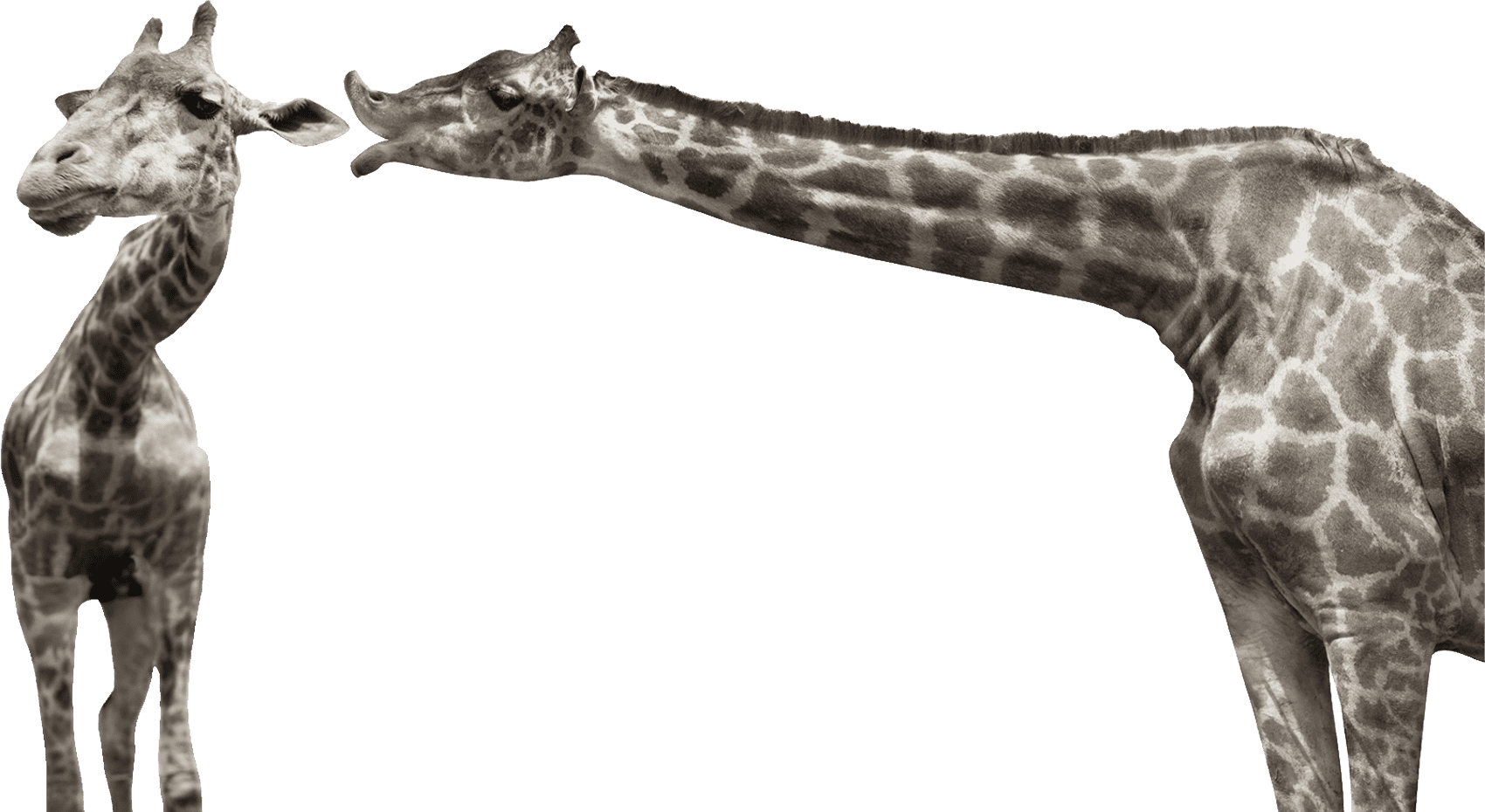 Bigwig | Creative & Digital Agency - Design Element Image