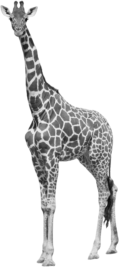 Bigwig | Creative & Digital Agency - Loren Jolly Image