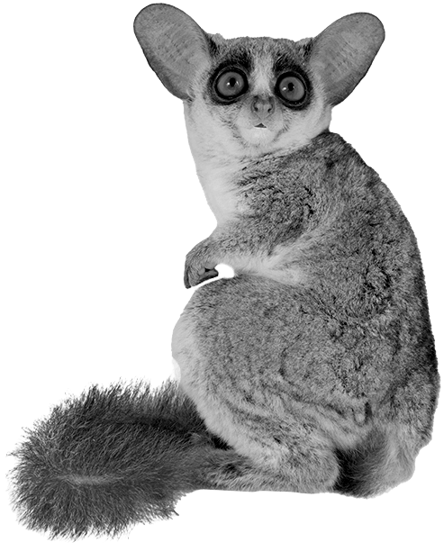 Bigwig | Creative & Digital Agency - Jessie Showell Image